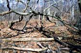 europe_online_tv_fine_art_photography_central_park_nyc_f66_88_photography_art