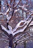 europe_online_tv_fine_art_photography_central_park_nyc_f73_3_photography_art