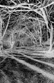 europe_online_tv_fine_art_photography_central_park_televine_photography_art